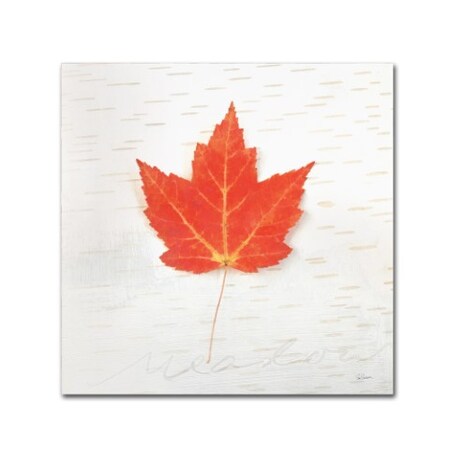 Trademark Fine Art Sue Schlabach 'Autumn Colors I' Canvas Art, 24x24 WAP0399-C2424GG